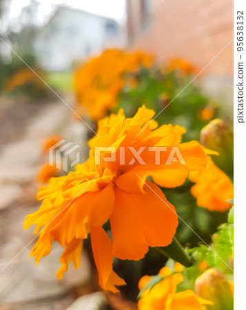 Beautiful Marigold flower. Mexican, Aztec or African marigold plant. 95638132