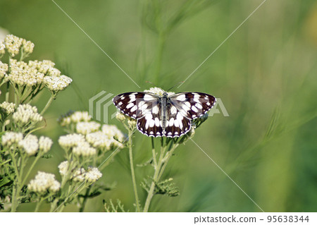 Melanargia galathea Melanargia galathea 95638344