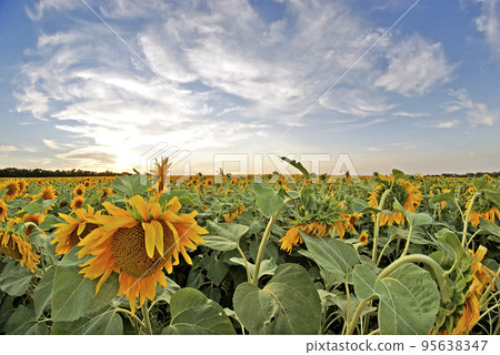 Field of sunflowers, sunset 95638347