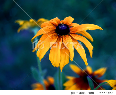 Rudbeckia in the garden Rudbeckia in the garden 95638368