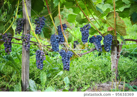 Branches of wine grapes growing in field Branches of wine grapes growing in field 95638369