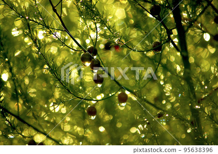 Asparagus plant branches in rain drops 95638396