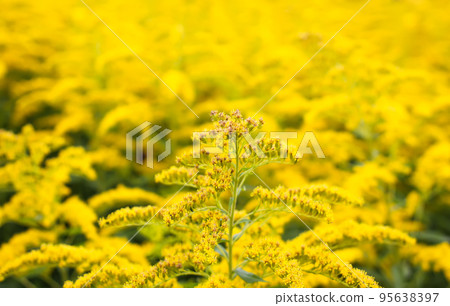 Solidago gigantea or Goldenrod flowering plant. 95638397