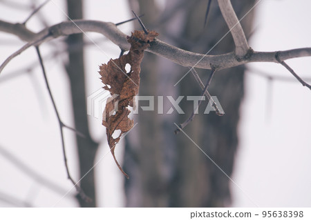 Dry leaf on the tree in the autumn forest Dry leaf on the tree in the autumn forest 95638398