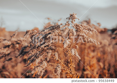 Wild dry yellow grass with copy space. Texture, background, wallpaper. Panoramic image, copy space, graphic resources. Nature, environment 95638449