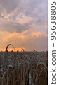 Wheat fields with spikelets close-up  95638805