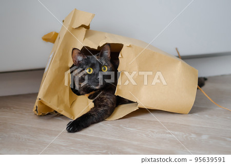 Cute calico cat lying in beige kraft paper grocery bag and looking away Cute calico cat lying in beige kraft paper grocery bag and looking away 95639591