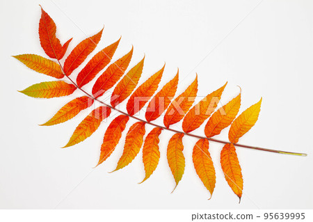 Branch with beautiful autumn leaves. Isolated. Red and yellow fallen autumn leaves isolated on a white background. Multicolored withered leaves. Seasonal nature. Natural season. Top view. Close-up Branch with beautiful autumn leaves. Isolated. Red and yellow fallen autumn leaves isolated on a white background. Multicolored withered leaves. Seasonal nature. Natural season. Top view. Close-up 95639995