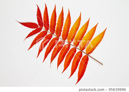 Branch with beautiful autumn leaves. Isolated. Red and yellow fallen autumn leaves isolated on a white background. Multicolored withered leaves. Seasonal nature. Natural season. Top view. Close-up 95639996