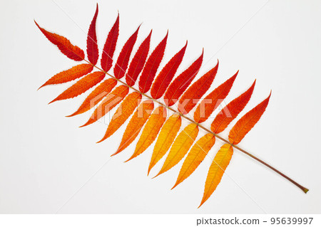 Branch with beautiful autumn leaves. Isolated. Red and yellow fallen autumn leaves isolated on a white background. Multicolored withered leaves. Seasonal nature. Natural season. Top view. Close-up Branch with beautiful autumn leaves. Isolated. Red and yellow fallen autumn leaves isolated on a white background. Multicolored withered leaves. Seasonal nature. Natural season. Top view. Close-up 95639997