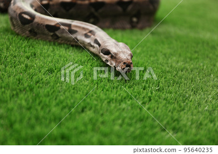 Brown boa constrictor on green grass outdoors Brown boa constrictor on green grass outdoors 95640235