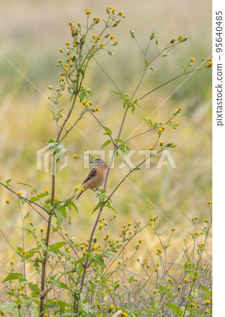 常見的捕蠅器棲息在人行道的草莖上 95640485