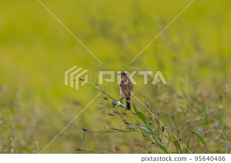 常見的捕蠅器棲息在人行道的草莖上 95640486