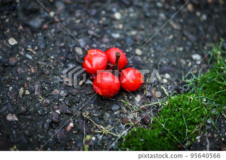Four red berries on stem lying on dark asphalt road with green moss 95640566