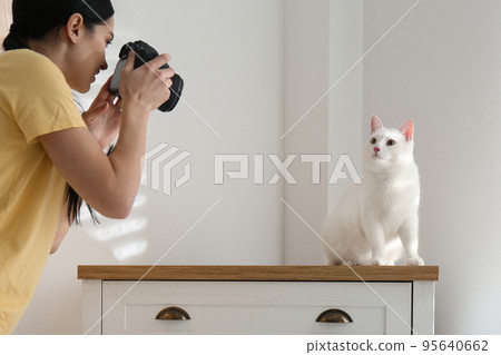 Professional animal photographer taking picture of beautiful white cat indoors Professional animal photographer taking picture of beautiful white cat indoors 95640662