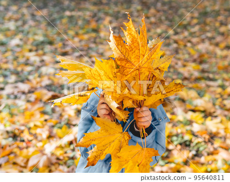 Little boy is hiding behind bouquet of bright yellow maple leaves. Autumn fun with fallen leaves in park. Leisure activity outdoors. Little boy is hiding behind bouquet of bright yellow maple leaves. Autumn fun with fallen leaves in park. Leisure activity outdoors. 95640811