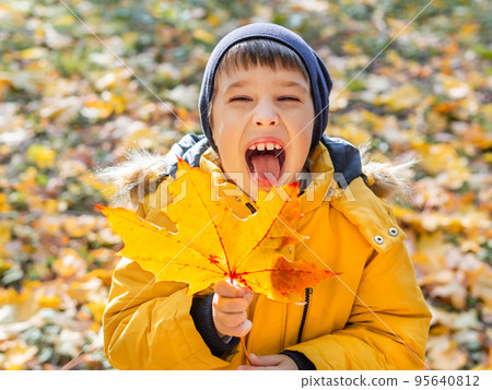 Happy boy is showing his mouth cavity behind bouquet of bright yellow maple leaves. Autumn fun with fallen leaves in park. Leisure activity outdoors. Happy boy is showing his mouth cavity behind bouquet of bright yellow maple leaves. Autumn fun with fallen leaves in park. Leisure activity outdoors. 95640812