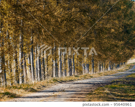 Autumn leaves of Karamatsu 95640961