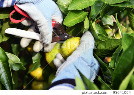 Harvest of oranges Harvest of oranges 95641004