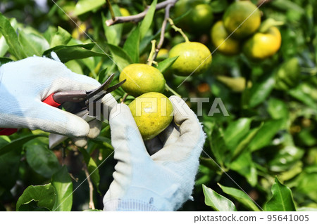 Harvest of oranges Harvest of oranges 95641005