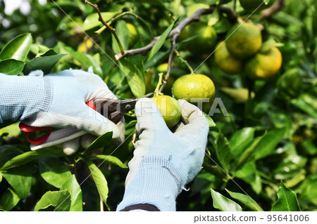 Harvest of oranges Harvest of oranges 95641006