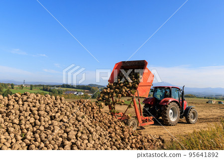 甜菜收穫風景，美瑛，北海道 95641892