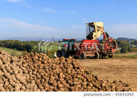 Beet harvest scenery, Biei, Hokkaido 95641893