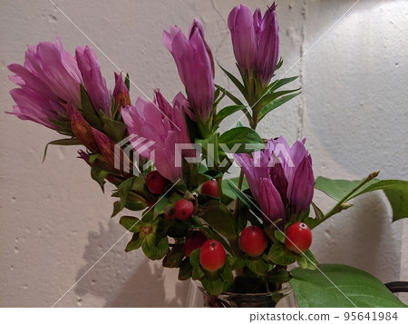 朱紅色的花 95641984