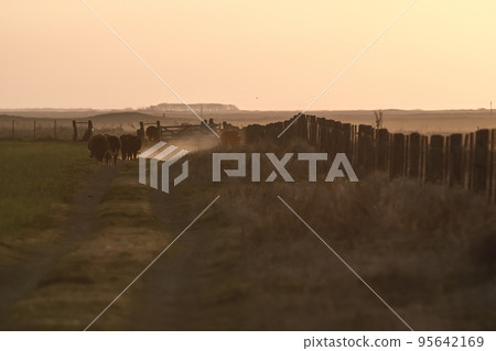 Pampas sunset landscape, La pampa, Argentina 95642169