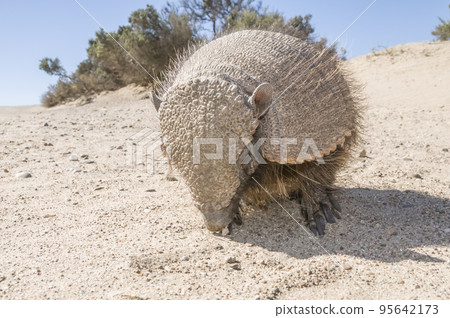 Hairy Armadillo, in desert environment, Peninsula Valdes, Patagonia, Argentina Hairy Armadillo, in desert environment, Peninsula Valdes, Patagonia, Argentina 95642173