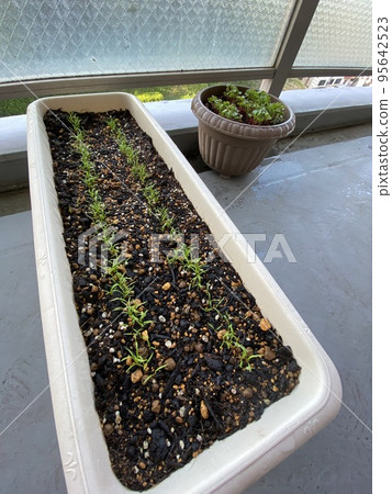 Kitchen garden sprouted daikon radish for 20 days Kitchen garden sprouted daikon radish for 20 days 95642523