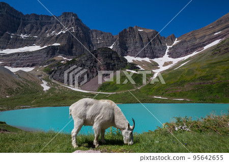 Mountain goat Mountain goat 95642655