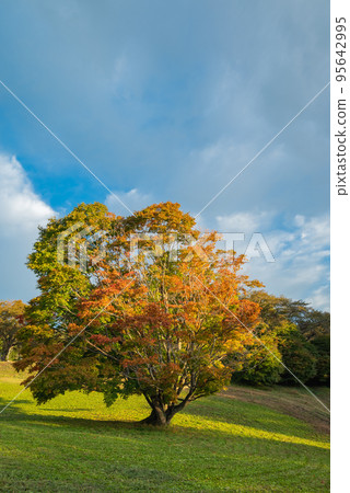 Large maple trees in seven colors bathed in the morning light [Omine Kogen in autumn] 95642995