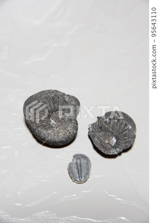 Ammonites with lids and fossils of trilobites Ammonites with lids and fossils of trilobites 95643110