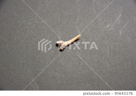 ancient shark teeth ancient shark teeth 95643176