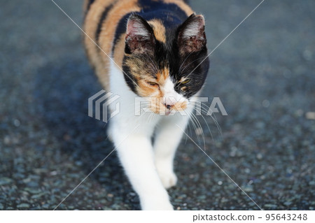 A cat walking in the clear fog A cat walking in the clear fog 95643248