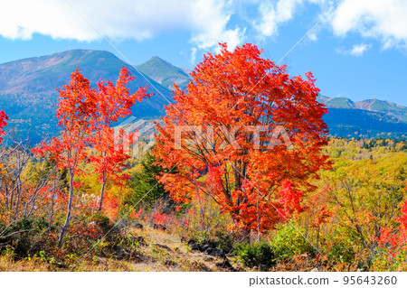 Great maple leaves and Mt. Norikura 95643260