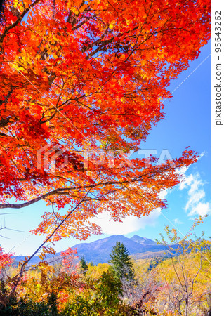 楓樹和乘鞍山（垂直） 95643262