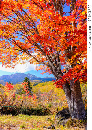 大楓樹和乘鞍山（垂直） 95643263