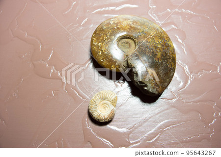 菊石的化石 95643267