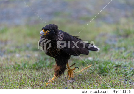 A flying devil? "Falkland Caracara" 95643306