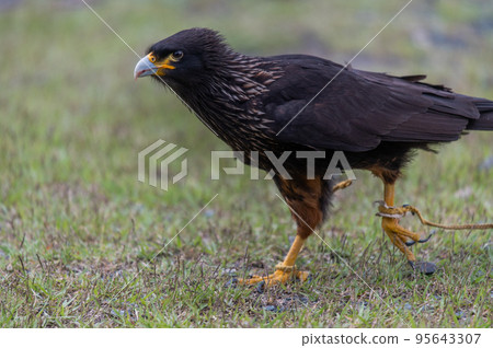A flying devil? "Falkland Caracara" 95643307