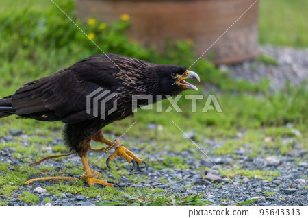 A flying devil? "Falkland Caracara" 95643313