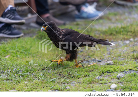 A flying devil? "Falkland Caracara" 95643314