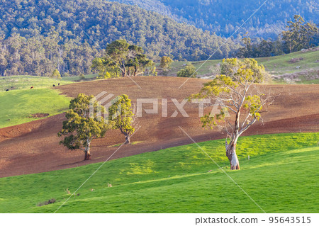Landscape near Derby in Tasmania Australia 95643515