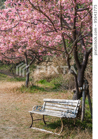 Kawazu cherry blossoms and an old bench 95643775