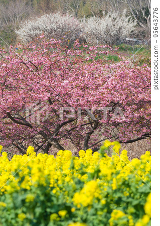 Kawazu cherry tree and rape blossoms 95643776
