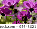 Cosmos 95643821