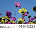 Cosmos 95643822