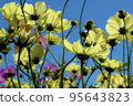 Cosmos 95643823